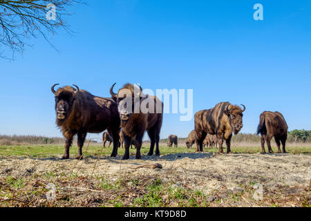 Un wisent il bisonte europeo sorge nel parco naturale del Maashorst, Paesi Bassi Foto Stock