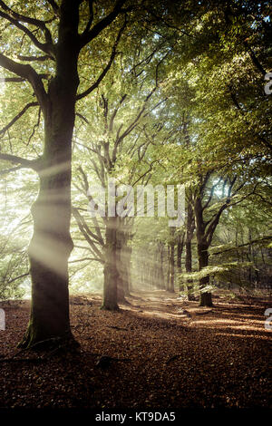 Raggi di sole rendendo il modo attraverso gli alberi e la creazione di un clima misterioso con sorprendente sun raggi di luce che entra nella foresta. Foto Stock