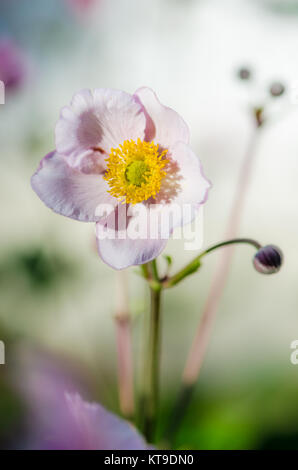 Rosa pallido fiore anemone giapponese Foto Stock