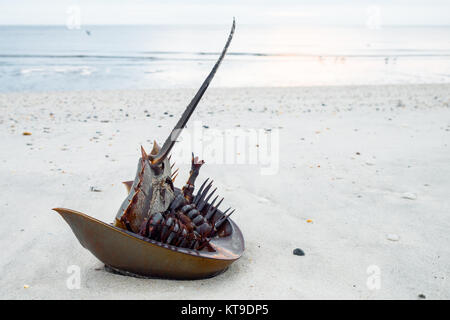 Il granchio a ferro di cavallo che lottano per riportarlo su sulla spiaggia sulla baia del Delaware di sunrise, liberato dal fotografo, 'appena flip 'em' Foto Stock