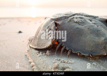 Il granchio a ferro di cavallo strisciare indietro all'oceano sulla spiaggia sulla baia del Delaware di sunrise Foto Stock