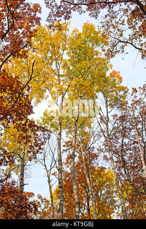 Colori gialli e rossi nella foresta di caduta Foto Stock