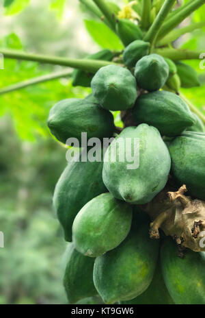 Fresca di papaia verde su albero Foto Stock