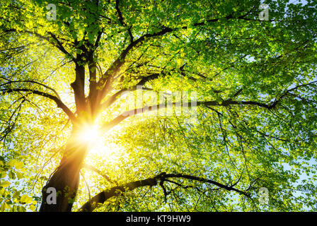 Il sole splende attraverso calorosamente il verde delle foglie di un bellissimo tiglio Foto Stock