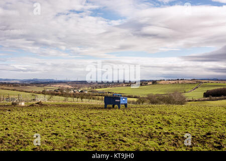 Bull alimentatore di carni bovine su un terreno coltivato in West Lothian, Scozia Foto Stock