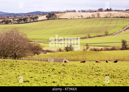 Terreni agricoli in West Lothian, Scozia, in primavera Foto Stock