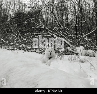 Un American Eskimo cucciolo svolge nella neve Foto Stock
