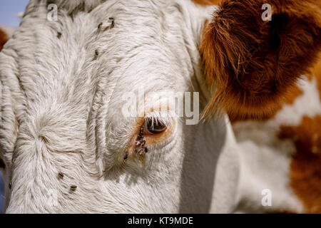 Felice di colore marrone e bianco vacche chiazzata nelle alpi europee in Austria Muehlbach am Hochkoenig vicino a Salisburgo Foto Stock