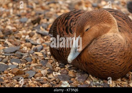 Una femmina di Eider duck addormentato sulla ghiaia Foto Stock