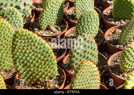 La piantagione di cactus in vivaio, Opuntia microdasys Foto Stock