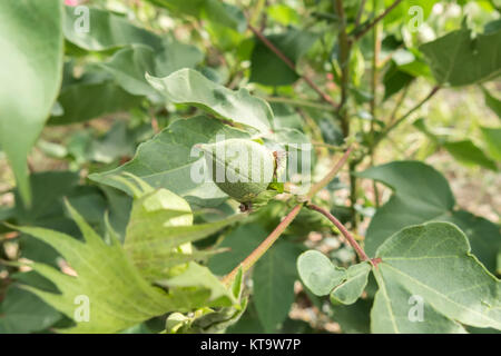 Pianta di cotone, batuffoli di cotone Foto Stock