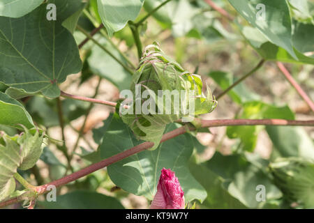 Pianta di cotone, batuffoli di cotone Foto Stock