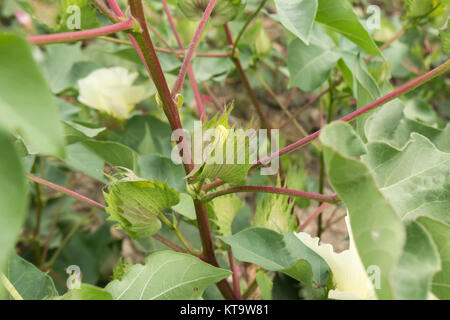 Pianta di cotone, batuffoli di cotone Foto Stock