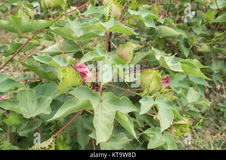 Pianta di cotone, batuffoli di cotone Foto Stock