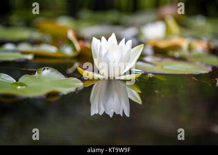 Blooming white lotus riflette contro stagno, Richmond, Yorkshire, Inghilterra Foto Stock