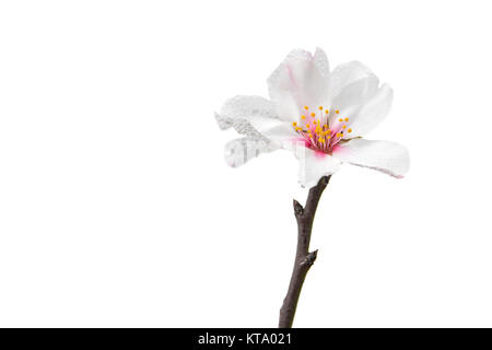 Fiore di mandorla, Maiorca, isole Baleari, Spagna, Europa Foto Stock