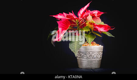 Vigilia di Natale fiore su sfondo nero Foto Stock