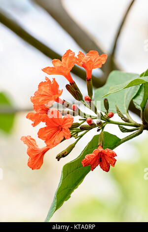 Cordia sebestena o albero geiger Foto Stock