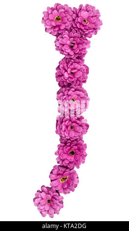 La lettera J, alfabeto dai fiori di crisantemo, isolato su sfondo bianco Foto Stock