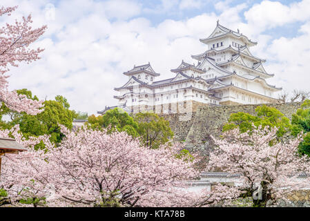 Il castello di Himeji con splendidi fiori di ciliegio Foto Stock