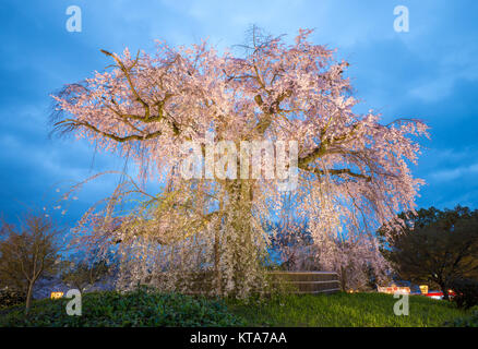 La fioritura dei ciliegi nel Parco di Maruyama, Kyoto, Giappone Foto Stock