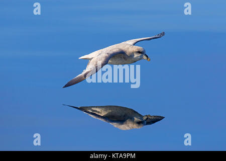 Northern fulmar / Artico fulmar (Fulmarus glacialis) morph scuro / blu morph in volo volare sul mare, le isole Svalbard / Spitsbergen, Norvegia Foto Stock