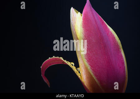 I tulipani (Tulipa) formano un genere di primavera-fioriture erbacee perenni geophytes bulbiferous i fiori sono generalmente grandi, vistosi e vivacemente colorati. Foto Stock