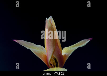 I tulipani (Tulipa) formano un genere di primavera-fioriture erbacee perenni geophytes bulbiferous i fiori sono generalmente grandi, vistosi e vivacemente colorati. Foto Stock