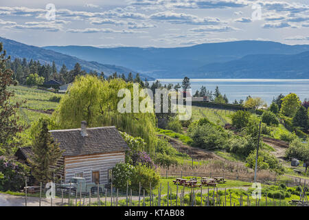 Homestead e cabina Orchard Lago Okanagan di Kelowna British Columbia Canada su un giorno di estate Foto Stock