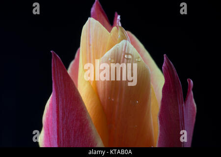 I tulipani (Tulipa) formano un genere di primavera-fioriture erbacee perenni geophytes bulbiferous i fiori sono generalmente grandi, vistosi e vivacemente colorati. Foto Stock