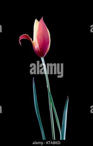 I tulipani (Tulipa) formano un genere di primavera-fioriture erbacee perenni geophytes bulbiferous i fiori sono generalmente grandi, vistosi e vivacemente colorati. Foto Stock