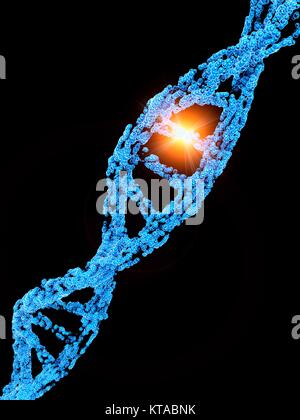 Computer illustrazione grafica raffigurante una mutazione puntiforme. Un punto di mutazione è una mutazione genetica in cui un singolo nucleotide base è cambiato, inseriti o eliminati da una sequenza di DNA o RNA. Le mutazioni di punto hanno una varietà di effetti sulla proteina a valle productâ€"conseguenze che sono moderatamente prevedibile basato su specifiche della mutazione. Tali conseguenze possono variare da benigno (es. sinonimo di mutazioni) catastrofici (ad es. mutazioni di slittamento di fase), per quanto riguarda la produzione di proteina, la composizione e la funzione. Foto Stock