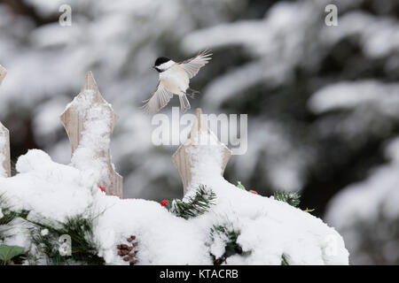 Nero-capped Luisa di atterraggio su un cortile recinto Foto Stock