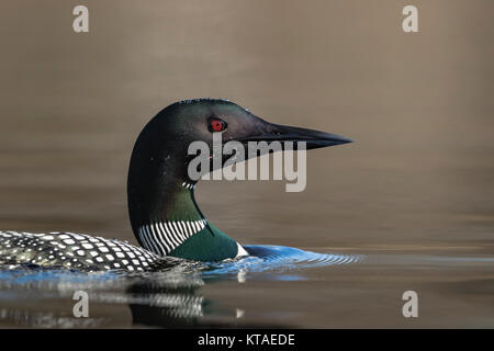 Loon comune nuoto su Wisconsin settentrionale del lago Foto Stock