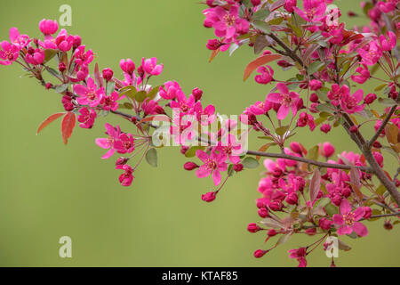 Fioritura viola Principe Crab Apple Tree in Wisconsin settentrionale. Foto Stock