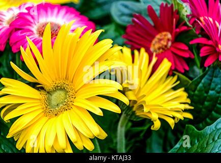 Sfondo floreale di giallo e rosso Gerbera Daisy fiori Foto Stock