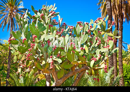 Rosso brillante fiore di fico d'India (Chollas) cactus, Sicilia. Foto Stock