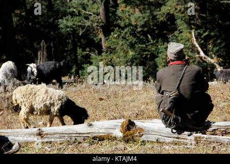 Nepalese pastore e il suo gregge Foto Stock