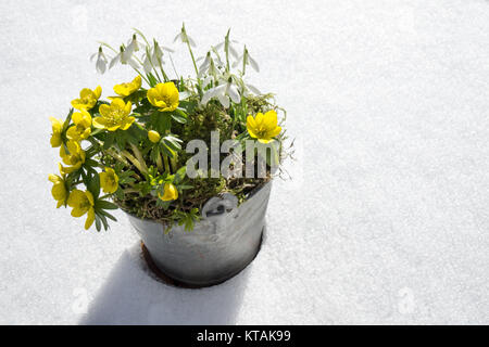 I primi segni di primavera. Aconitum invernale e snowdrops in una pentola di zinco si erge in neve fresca Foto Stock