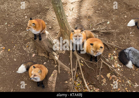 Molti fox insieme Foto Stock