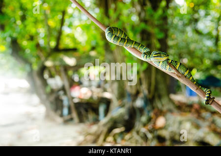 Tropidolaemus wagleri serpente velenoso verde giallo striato asian Foto Stock