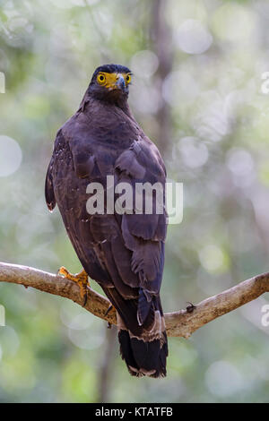 Crested Serpent-eagle - Spilornis cheela, Wilpattu National Park, Sri Lanka Foto Stock