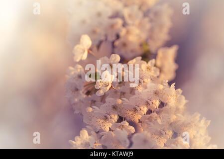Bellissimo fiore di ciliegio simbolo della stagione primavera Foto Stock