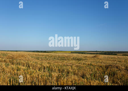 In pendenza del campo di grano al tramonto sotto il cielo chiaro Foto Stock