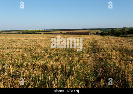 In pendenza del campo di grano al tramonto sotto il cielo chiaro Foto Stock