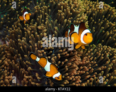 Clownfish in un anemone Foto Stock