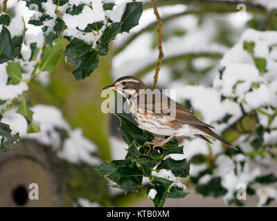 Redwing, Turdus iliacus, singolo uccello su holly, Worcestershire, Dicembre 2017 Foto Stock