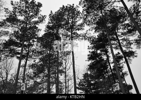 Loblolly o giallo pini stagliano contro il cielo in Albemarle Sound area della Carolina del Nord Foto Stock
