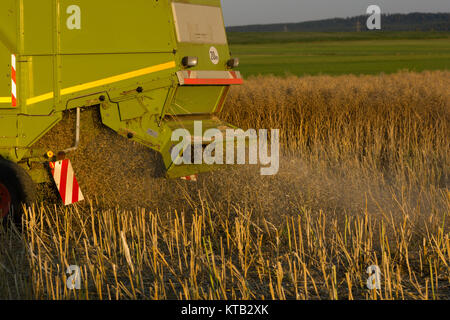 Mähdrescher beim Dreschen eines Rapsfeldes Foto Stock