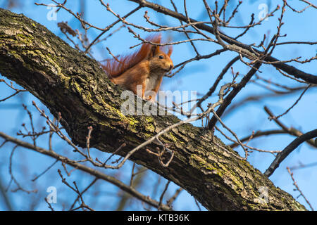 Scoiattolo colorato guarda verso la molla sole primaverile Sciurus vulgaris quercus Habitat natura Foto Stock